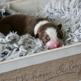 Blue- Boy - Red tri-color male Australian Shepherd puppy in Navasota, Texas from Triple MMM Kennel