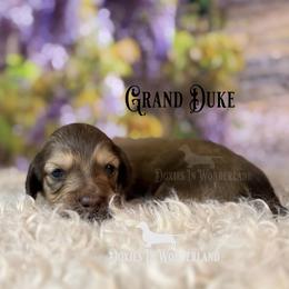 Grand Duke - Cream male Dachshund puppy in Rainier, Oregon from Doxies in Wonderland