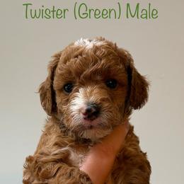 Twister - Red  male Goldendoodle puppy in De Pere, Wisconsin from Kinzor Kennels