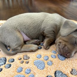 Dachshund Puppies from Andrepont Dachshunds