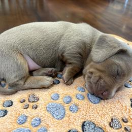 Dachshund Puppies from Andrepont Dachshunds