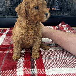 Cavapoo and Goldendoodle Puppies from Countyline Doodles LLC