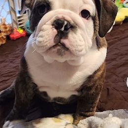 Bulldog Puppies from Mary Estabrook