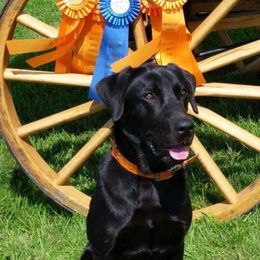 Labrador Retriever All Grown Up from Tom Kuball's Labrador Retrievers