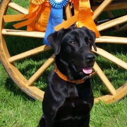 Labrador Retriever All Grown Up from Tom Kuball's Labrador Retrievers