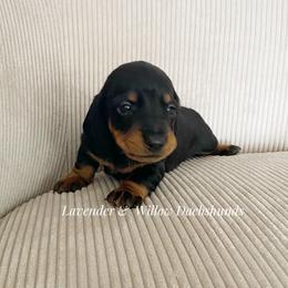 Male 2 - Black and tan male Dachshund puppy in Elizabethtown, Kentucky from Lavender and Willow Dachshunds