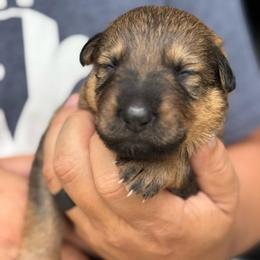 Kit Kat - Sable female German Shepherd puppy in Barnhart, Missouri from Combat Creek German Shepherds