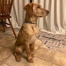 Labrador Retriever Puppies from Dan's Labrador Retrievers