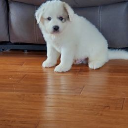 Great Pyrenees Puppies from Gulf Coast Pyrenees