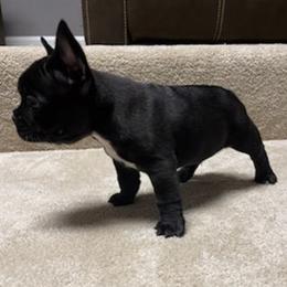 French Bulldogs from Legacy Kennel Club