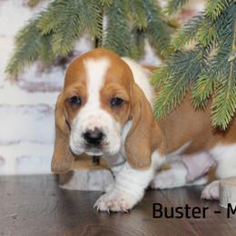 Basset Hound Puppies from Welcome Home Bassets