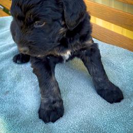 Bernedoodle and Siberian Husky Puppies from Timberline Paws
