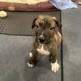 Boerboel Puppies from Josef Okunas