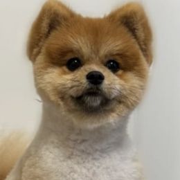 Pomeranians from Hounchell’s Pomeranians