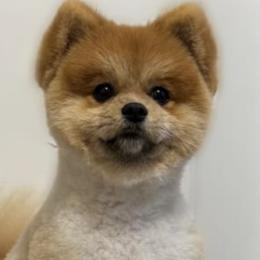 Pomeranians from Hounchell’s Pomeranians
