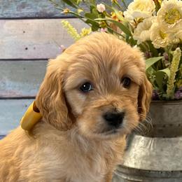 Jingle - Apricot female Goldendoodle puppy in The Woodlands, Texas from Gracie's Goldendoodles and Bernedoodles