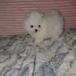 Emperor - Blue parti male Pomeranian puppy in Angleton, Texas from Pomeranian Palace, LLC