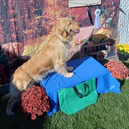 Dawn - Golden Retriever