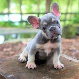 French Bulldog Puppies from Blue Mountain French Bulldogs