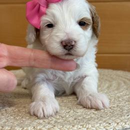 K- PINK GIRL - Parti female Goldendoodle puppy in Lewisville, Texas from Texas Goldendoodle Lovers