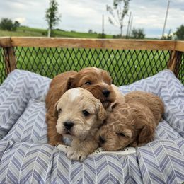 Cavapoo puppies from Barnyard Dachshunds, Dals & Doodles