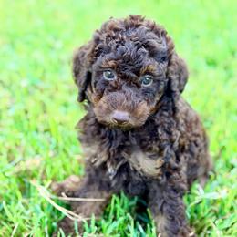 Girl2 - Phantom female Poodle puppy in Liberty, Texas from Poodles and Doodles Most Excellent Adventures
