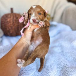 Opry - Red  female Goldendoodle puppy in New Harmony, Indiana from Cottonwood Farms
