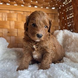Bear - Red Cavapoo puppy in Orrstown, Pennsylvania from Pawfect Fur Friends