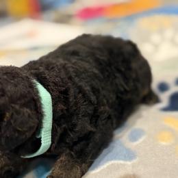 Goldendoodle and Poodle Puppies from Southern Stroll Poodles & Doodles