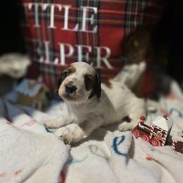 Dachshund Puppies from Green Thumb Farms