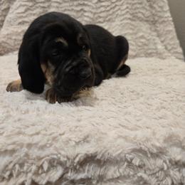 Pink Girl - Black and tan female Bloodhound puppy in Gillette, Wyoming from Whispering Winds Homestead 307