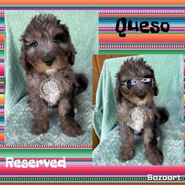 Queso - Blue merle male Bernedoodle puppy in Godwin, North Carolina from Farm Sweet Farm Doodles