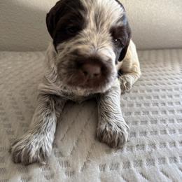 Boy 3 - Chestnut and gray male Wirehaired Pointing Griffon puppy in Jerome, Idaho from Double R Griffons
