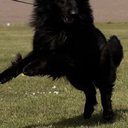 German Shepherds from German shepherd