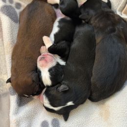 English Shepherd Puppies from Midway English Shepherds
