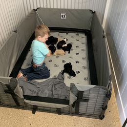 Goldendoodle and Sheepadoodle Puppies from The Farms Precious Doodles