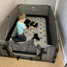 Goldendoodle and Sheepadoodle Puppies from The Farms Precious Doodles