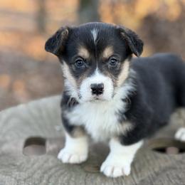TC 1,700 - Black and tan male Pembroke Welsh Corgi puppy in Nashville, Arkansas from Whisenhunt Farms