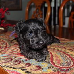 Otto - Black male Miniature Schnauzer puppy in Hamptonville, North Carolina from Alabama Havanese Kennel Tidewater Kennel