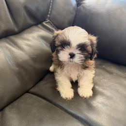 Shih Tzu puppies from Niepoetter Shih Tzus