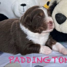 PADDINGTON - Red tri Miniature Australian Shepherd puppy in Elgin, Illinois from Beaman Aussie Pride
