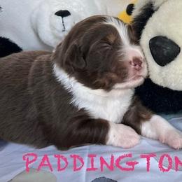 PADDINGTON - Red tri Miniature Australian Shepherd puppy in Elgin, Illinois from Beaman Aussie Pride