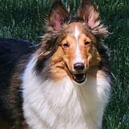 Sabrena - Shetland Sheepdog
