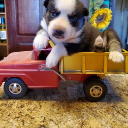 Siberian Husky Puppies from Haskins Huskies