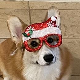 Pembroke Welsh Corgi Puppies from Cattal Corgis