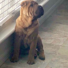 Chinese Shar-Pei Puppies from Sunspire Shar-pei