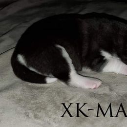 Siberian Husky Puppies from Xk siberians