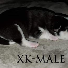 Siberian Husky Puppies from Xk siberians