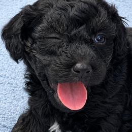 Ariel - Black female Havapoo puppy in Aurora, Colorado from Miroslava's Puppies