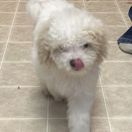 Poodle Puppies from Eagleridge Mini Poodles
